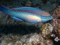 Princess Parrotfish 1